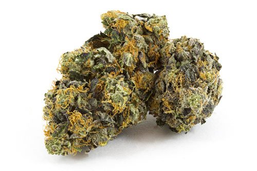 Black-Domina-Indica-1.jpg