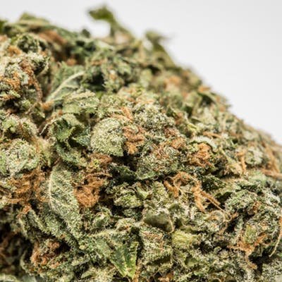 Bruce-Banner-Marijuana-Strain-1.jpg