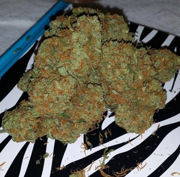 bubba-kush-1.jpeg