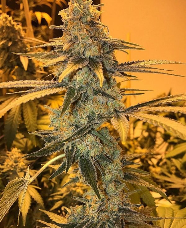 og-kush-1-1.jpg